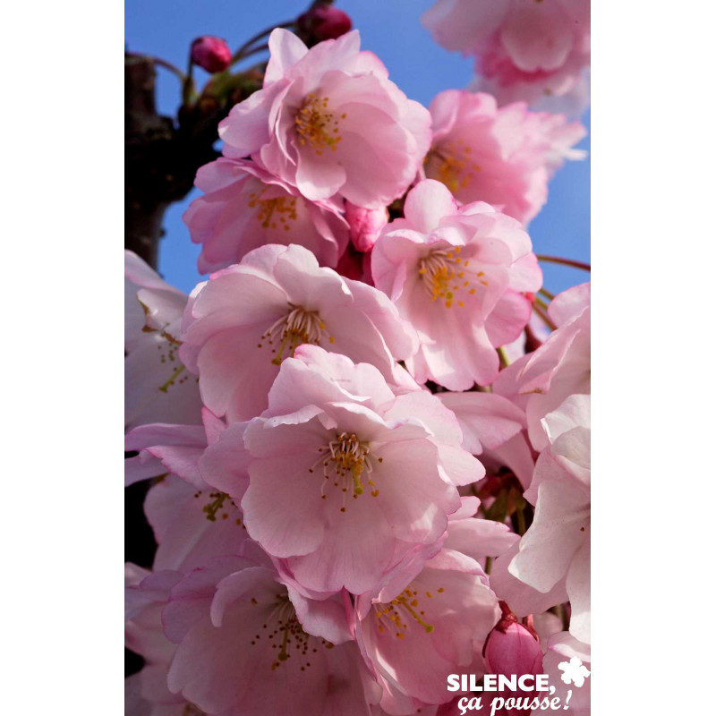 PRUNUS accolade TFE C4.5L - SILENCE ÇA POUSSE 