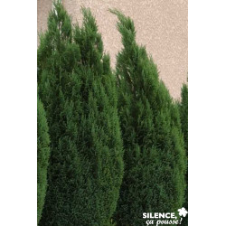 CHAMAECYPARIS lawsoniana Ellwoodii 50/60 C4.5L - SILENCE ÇA POUSSE 