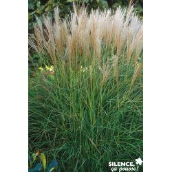 MISCANTHUS kleine Silberspinne TFE C4.5L - SILENCE ÇA POUSSE 