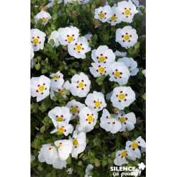 CISTUS lusitanicus Decumbens TFE C4.5L - SILENCE ÇA POUSSE 