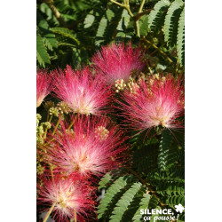 ALBIZIA julibrissin Ombrella® TG-6/8 H180 C25L - SILENCE ÇA POUSSE 