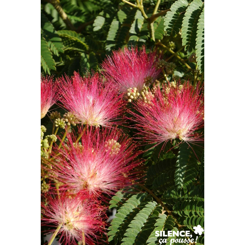 ALBIZIA julibrissin Ombrella® TG-6/8 H180 C25L - SILENCE ÇA POUSSE 