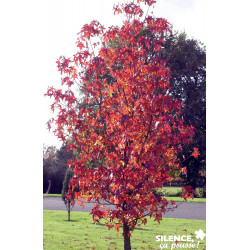 LIQUIDAMBAR styraciflua BALIV C15L - SILENCE ÇA POUSSE 