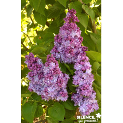 SYRINGA vulgaris Katherine Havemeyer TG H90 C10L - SILENCE ÇA POUSSE 