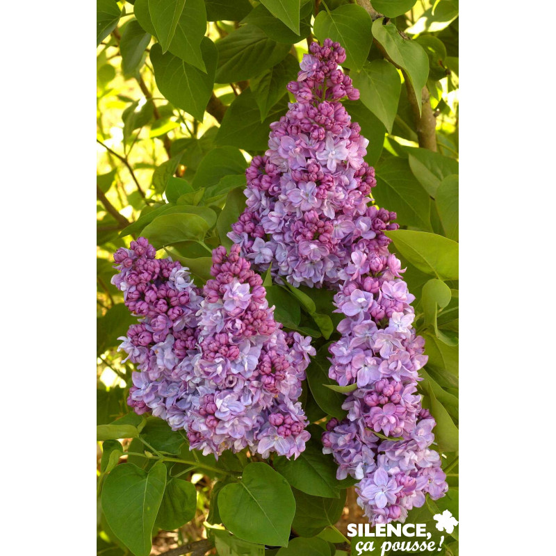 SYRINGA vulgaris Katherine Havemeyer TG H90 C10L - SILENCE ÇA POUSSE 