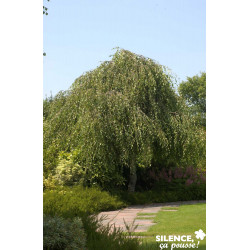 BETULA pendula Youngii TG-8/10 C25L - SILENCE ÇA POUSSE 