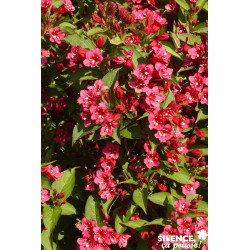 WEIGELA bristol Ruby TFE C4.5L - SILENCE ÇA POUSSE 