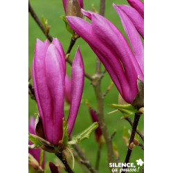 MAGNOLIA susan TFE C4.5L - SILENCE ÇA POUSSE 