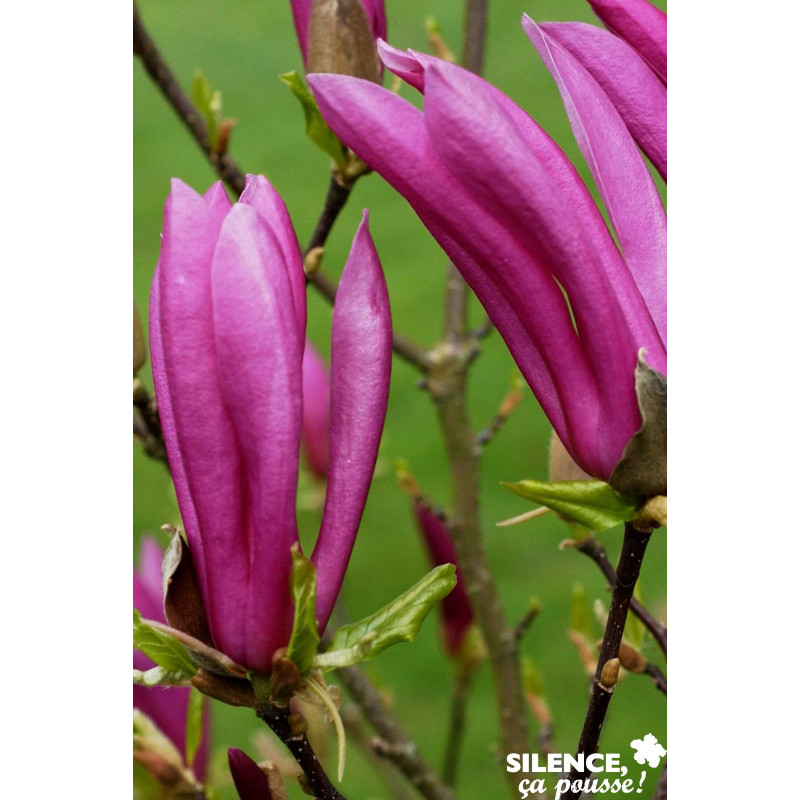 MAGNOLIA susan TFE C4.5L - SILENCE ÇA POUSSE 