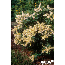 PIERIS japonica Purity TFE C4.5L - SILENCE ÇA POUSSE 