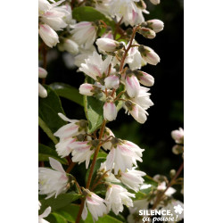 DEUTZIA scabra Pride Of Rochester TFE C4.5L - SILENCE ÇA POUSSE 