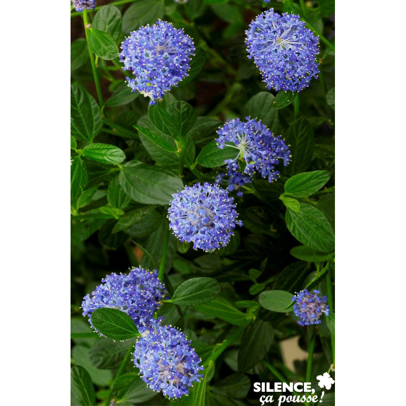 CEANOTHUS thyrsiflorus Skylark TFE C4.5L - SILENCE ÇA POUSSE 