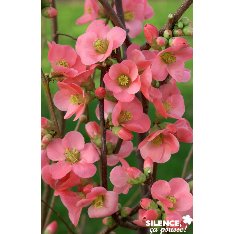 CHAENOMELES speciosa Eximia TFE-3TUT C4.5L - SILENCE ÇA POUSSE 