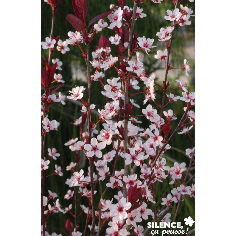 PRUNUS cistena TFE C4.5L - SILENCE ÇA POUSSE 