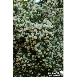 PHILADELPHUS coronarius TFE C4.5L - SILENCE ÇA POUSSE 