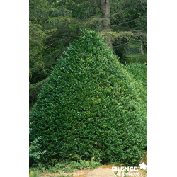 BUXUS sempervirens C5L-DECO - SILENCE ÇA POUSSE 