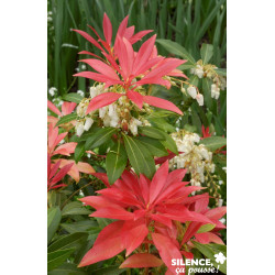 PIERIS forest Flame TFE C10L - SILENCE ÇA POUSSE 