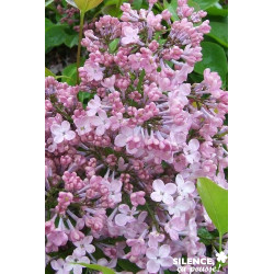 SYRINGA x Hyacinthiflora 'Maiden'S Blush' 3/4BR  - SILENCE ÇA POUSSE 
