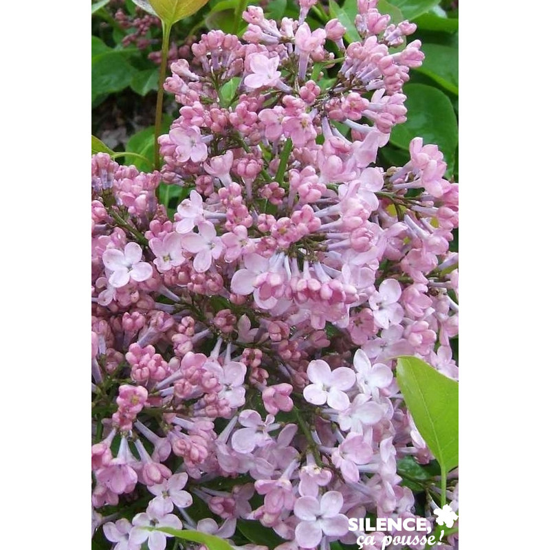 SYRINGA x Hyacinthiflora 'Maiden'S Blush' 3/4BR  - SILENCE ÇA POUSSE 