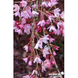 PRUNUS subhirtella Pendula Rubra TG H130 C10L - SILENCE ÇA POUSSE 