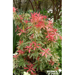 PIERIS flaming Silver TFE C10L - SILENCE ÇA POUSSE 