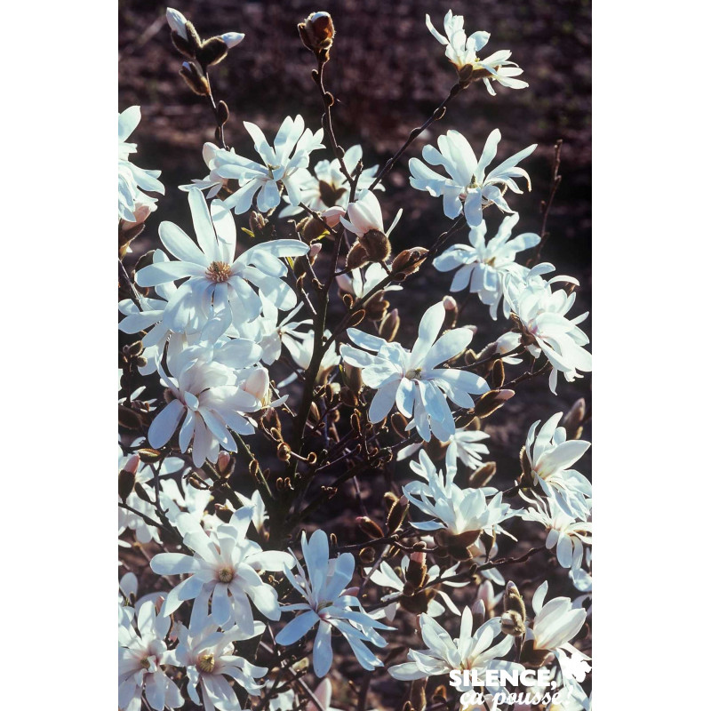 MAGNOLIA stellata Waterlily TFE C15L - SILENCE ÇA POUSSE 