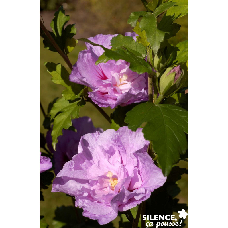 HIBISCUS syriacus Lavender Chiffon® SOL C10L - SILENCE ÇA POUSSE 