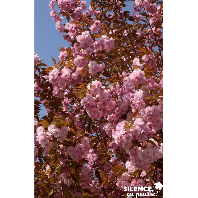 PRUNUS serrulata Kanzan TFE C4.5L - SILENCE ÇA POUSSE 