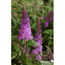 BUDDLEJA davidii Reve Papillon® TFE C4.5L - SILENCE ÇA POUSSE 