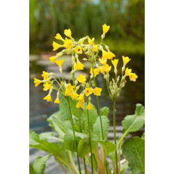 Primula Florindae H20-P9 - WILLAERT 