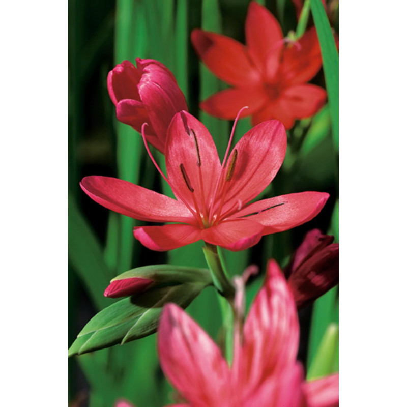 Schizostylis Coccinea P9 - WILLAERT 