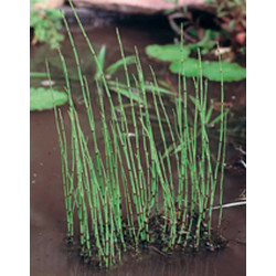 Equisetum Fluviatile H20-P9 - WILLAERT 