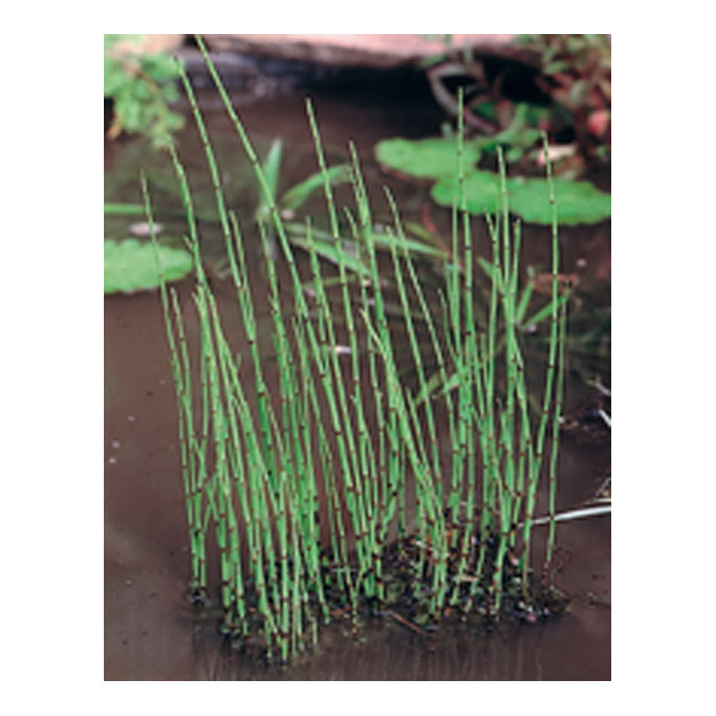 Equisetum Fluviatile H20-P9 - WILLAERT 