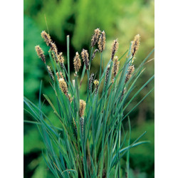 Carex Panacea P9 - WILLAERT 