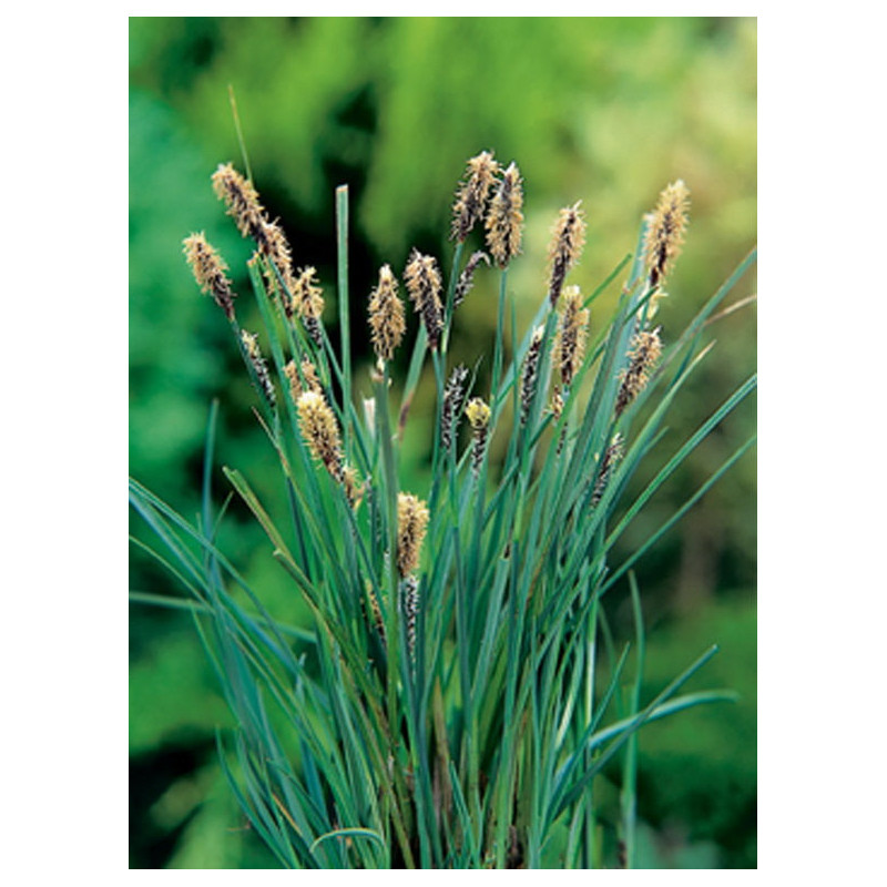 Carex Panacea P9 - WILLAERT 