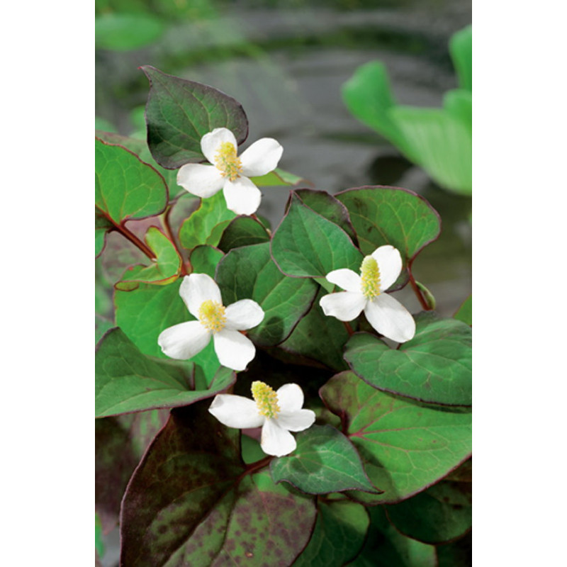 Houttuynia Cordata P9 - WILLAERT 