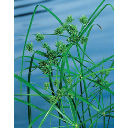 Cyperus Alternifolius H70-P18 - WILLAERT