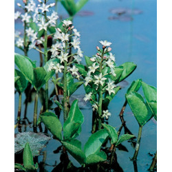 Menyanthes Trifoliata H20-P9 - WILLAERT 