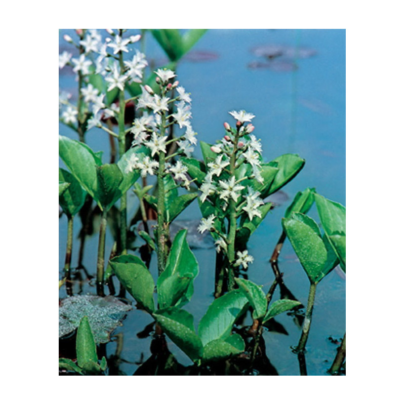 Menyanthes Trifoliata H20-P9 - WILLAERT 