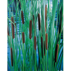 Typha Laxmannii H20-P9 - WILLAERT 