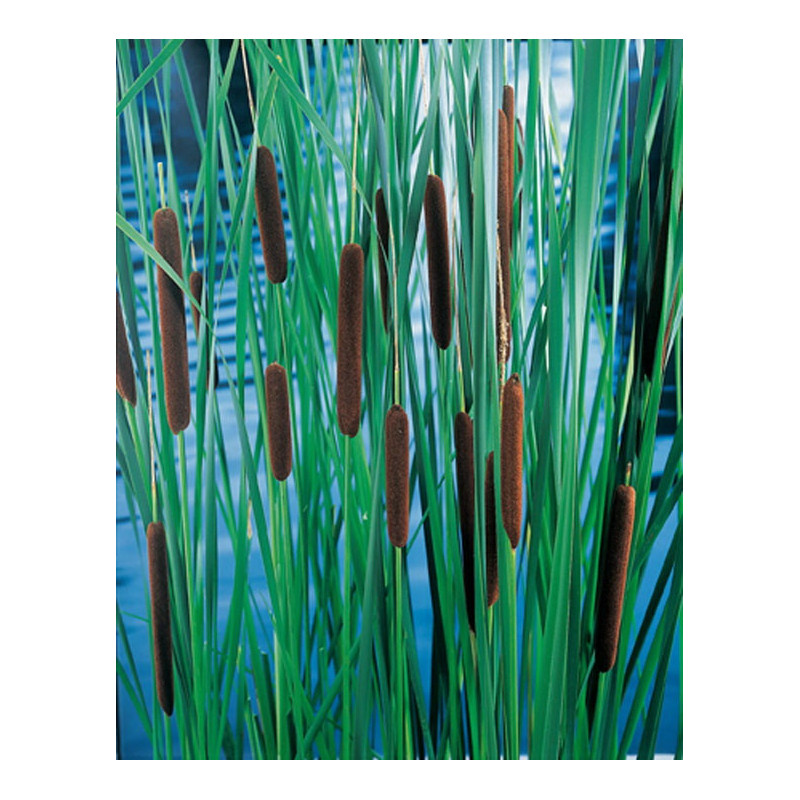 Typha Laxmannii H20-P9 - WILLAERT 