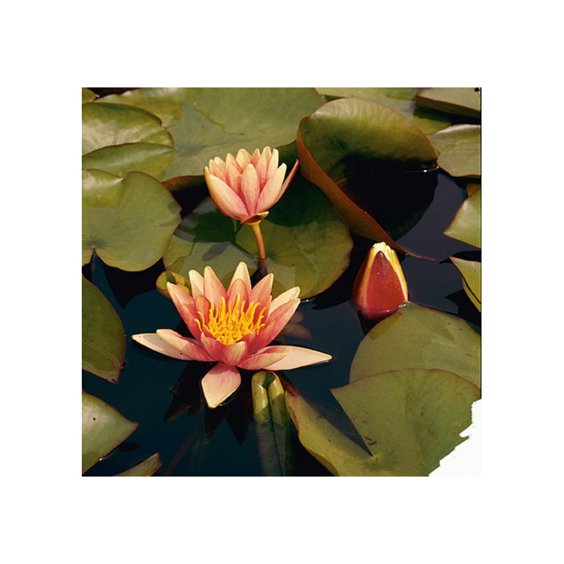Nymphaea Sioux P11X11 - WILLAERT 