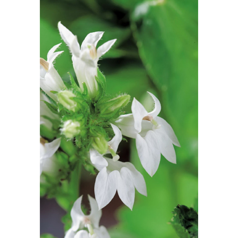 Lobelia Syphilitica Alba P9 - WILLAERT 