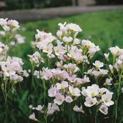 Cardamine Pratensis P9 - WILLAERT 