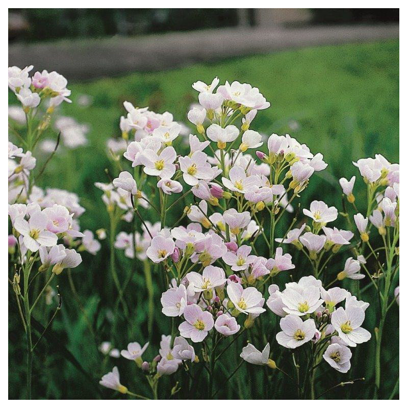 Cardamine Pratensis P9 - WILLAERT 