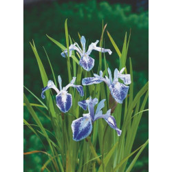 Iris Setosa H25-P9 - WILLAERT 