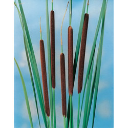 Typha Angustifolia H20-P9 - WILLAERT 