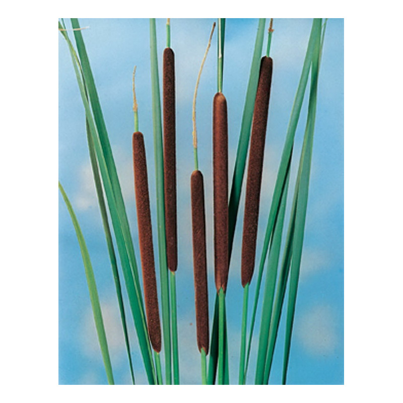 Typha Angustifolia H20-P9 - WILLAERT 