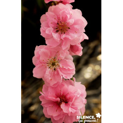 PECHER persica Taoflora® Pink BALIV C10L - SILENCE ÇA POUSSE 