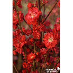 PECHER persica Taoflora® Red BALIV C10L - SILENCE ÇA POUSSE 